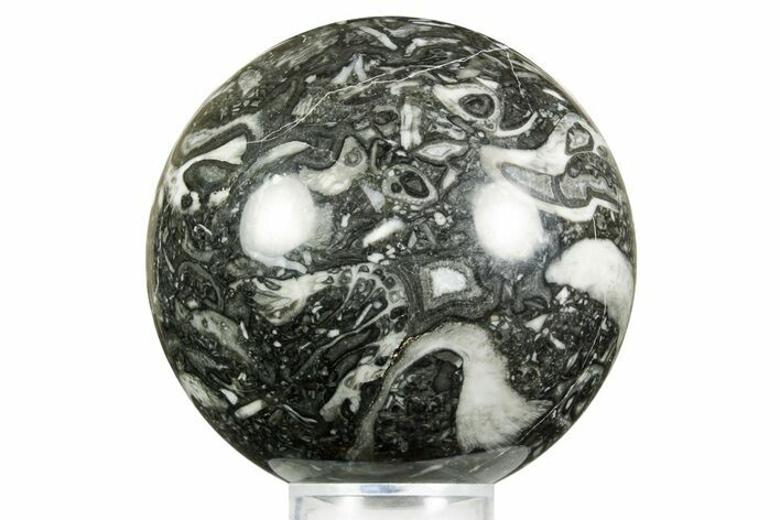 Polished Marine Fossil Sphere #371235